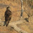 One day with Bonellis Eagle… By Kedar Javadev Dhepe “ I will not be alone in the company of Nature and Birds…” – Salim Ali Some people say the attraction to anything is from birth and it’s […]