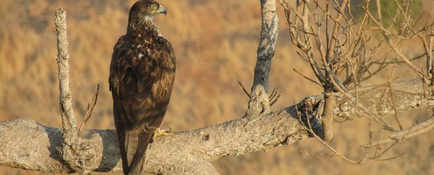 Bonelli's Eagle
