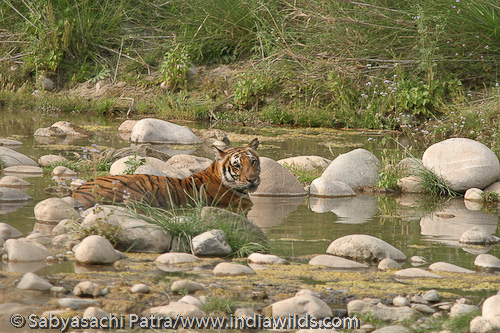  Spotting wildlife IT MUST HAVE BEEN LUCK !!??  I have often come across people, who after viewing my photographs or listening to my experiences of seeing the tiger in its true habitat, exclaim that […]