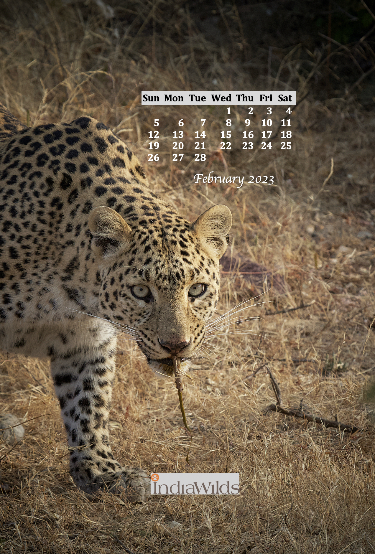 IndiaWilds Monthly Mobile Wallpaper Calendar 2023