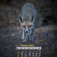 Monthly Mobile Wallpaper Calendar 2022 The IndiaWilds 2022 mobile wallpaper calendars will contain various striking images of wildlife. Bookmark this space as every month we will upload a new mobile wallpaper calendar here. October 2022 […]