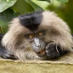 A young Lion Tailed Macaque