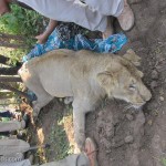 Lion Electrocuted