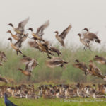 Flock of pintails in Chilika lake, a Ramsar site.