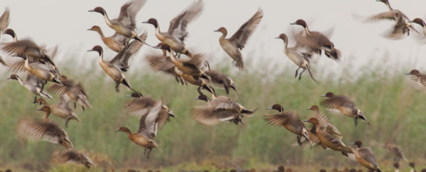 Flock of pintails in Chilika lake, a Ramsar site.