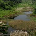 Industrial hub or Biodiversity trove? – What is your choice! Asansol – Durgapur industrial region is popular for its contribution to the Indian economy through its coal and industrial production. But apart from this economical […]