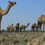 Camel Herd in GRK