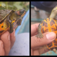 Probable First Record of Indian Roofed Turtle (Pangshura tecta, Gray 1831) from Freshwater Inland Wetland, Gujarat, India Hiren J. Chaudhari and Hiren B. Soni P.G. Department of Environmental Science & Technology (EST), Institute of Science […]