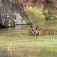 The Tiger in India – A Natural History By J. C. Daniel ‘The Tiger in India – A Natural History’ by the former curator of Bombay Natural History Society, Late J. C. Daniel is a […]