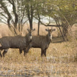 Nilgai's being called in India