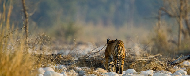 A wild tiger walking in a dry river bed in Corbett National Park, India