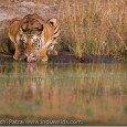 Bandhavgarh Diary 2008 Lot of people have written to me asking about my Bandhavgarh trips and how a Day in the Life of a Photographer like me looks like. So I thought of publishing the […]
