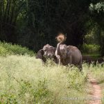 Elephants struggle to find grass in the midst of lantana and parthenium infestation