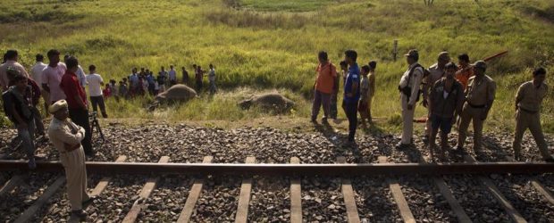 Two elephants killed by train in Assam