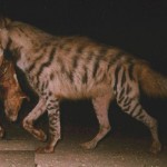 Hyaena carrying a carcass