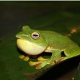 Malabar Gliding Frog, Rhacophorus malabaricus (Jerdon, 1870) Nesting behaviour and development stages Rhacophorus malabaricus is a well known species of the moss frog belonging to Neobatrachia which is the suborder of the Anura. Rhacophorus malabaricus is endemic to the Western […]