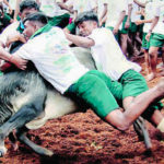 3 men on a bull in a jallikattu event in Tamul Nadu