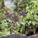 A wild Leopard watches from top of a rock surrounded by Lantana