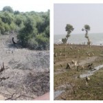 Mangroves destroyed at Mundra SEZ