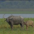Wild India – Love in the Wild India is Wild. India is beautiful. I had read these lines during my childhood days and had always imagined being in our forests, quietly listening to the roaring […]