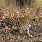 A wild tiger stalking its prey in Bandhavgarh