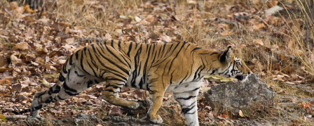 A wild tiger stalking its prey in Bandhavgarh