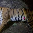 Tigress Avni was killed illegally by the orders of S. Mungatiwar, forest minister, Maharashtra. #AvniAvengers 