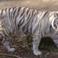 IndiaWilds Newsletter Vol. 11 Issue XII ISSN 2394 – 6946 Download the full Newsletter PDF by clicking the below button – White Tiger introduction: Converting Forests into Zoos India’s wilderness and wildlife is under tremendous […]
