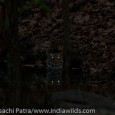 When a tiger cub seeks your protection Today I am going to relate an incredible experience that I had in 2006 in Bandhavgarh Tiger Reserve. While looking back at my old images I came across […]