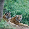 Tiger Intelligence How intelligent is the tiger? Well, we human beings think that we are the most intelligent among all the living species on earth. We take a certain amount of pride in that as […]