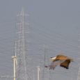 The Last GIBs of Gujarat By Devesh Gadhvi The Great Indian Bustard, popularly known by the short-form GIB, is a majestic but threatened Indian bird. Today less than 250 GIBs are left on the face […]