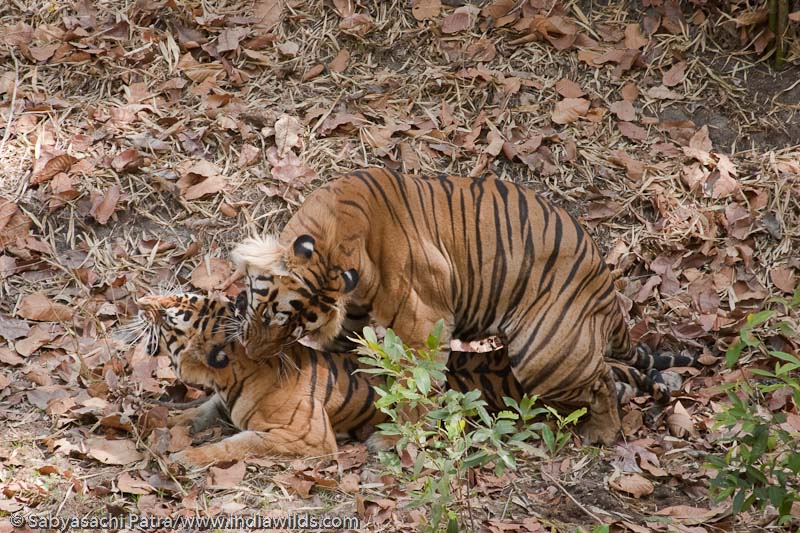 wild tigers mating