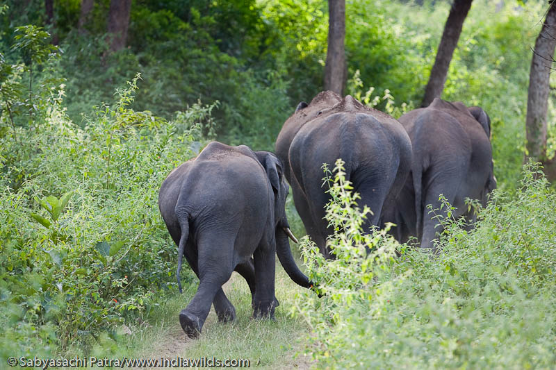 An elephant herd running away from people
