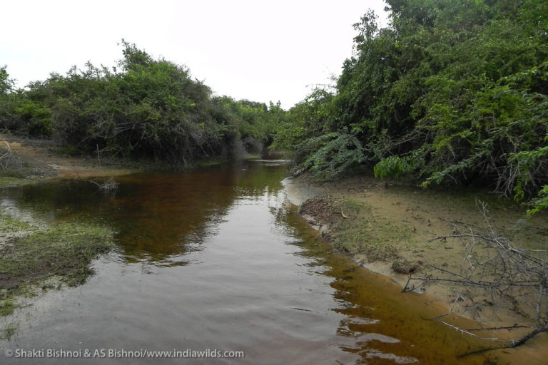 Point Calimere Journey to a Bird Paradise