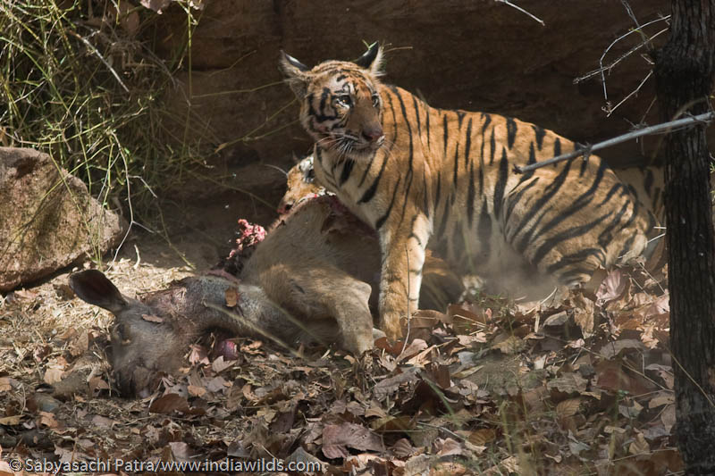 Охота на уставшей. Тигр на охоте. Ночная охота тигра. Золотой бенгальский тигр на охоте.