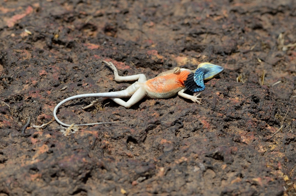 DEAD sitana ponticeriana