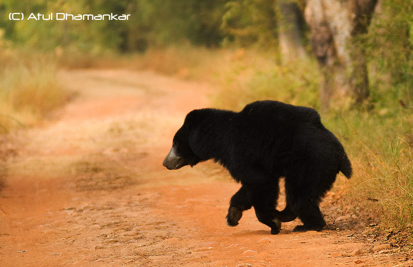 Sloth Bear running......