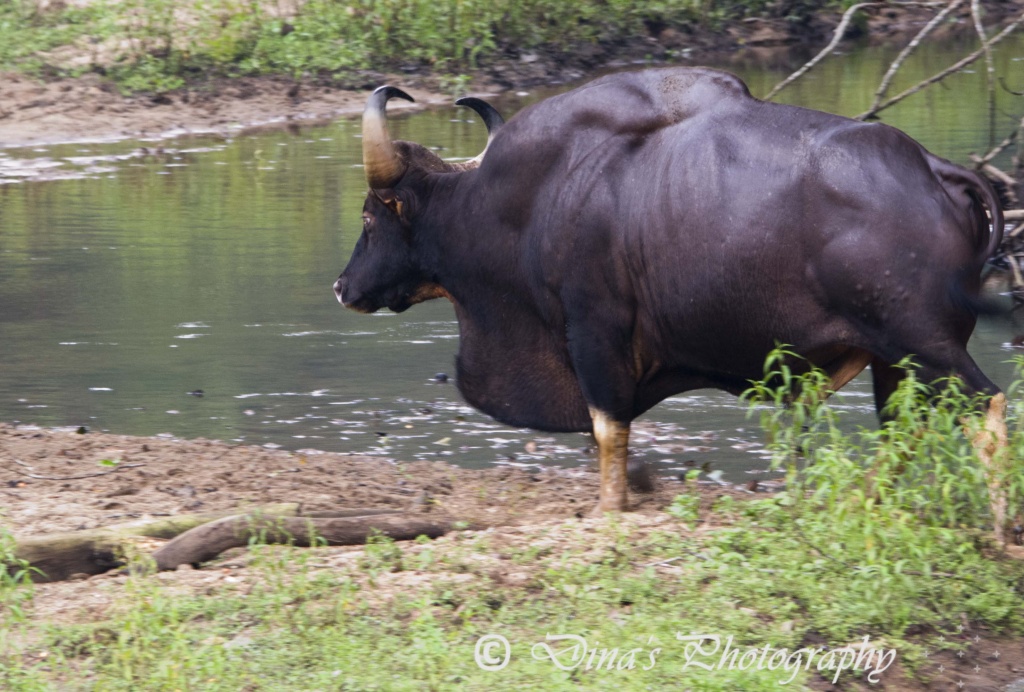 Name:  Indian Guar.jpg
Views: 4980
Size:  270.5 KB
