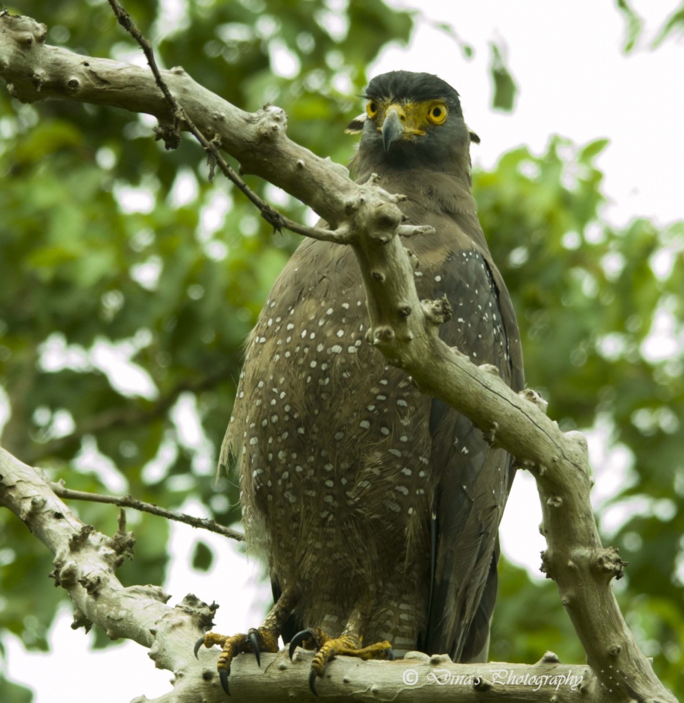 Name:  Serpent Eagle.jpg
Views: 210
Size:  288.1 KB