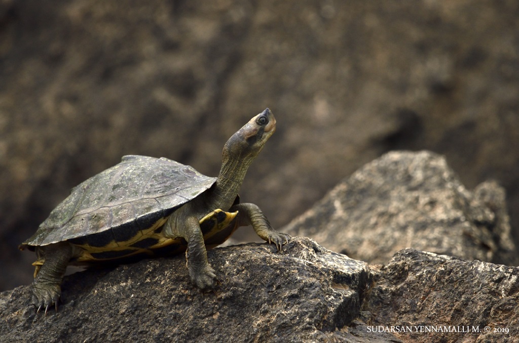 Name:  _DSC4579_00002.jpg
Views: 2473
Size:  231.2 KB