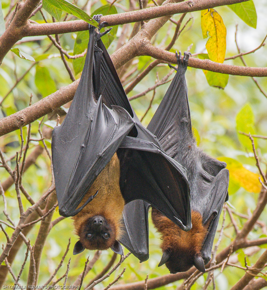 Indian Flying Fox