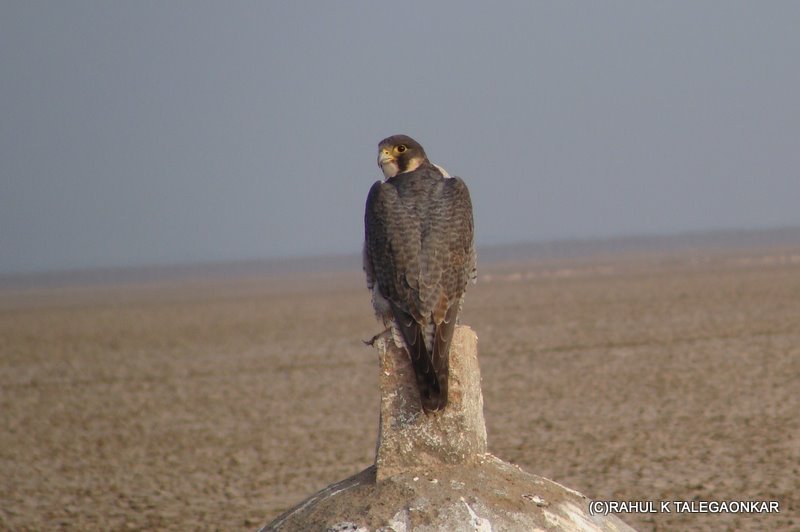 Peregrine Falcon