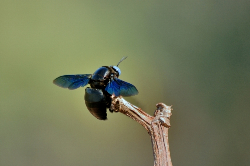 Bhawra (bhunga in marathi)