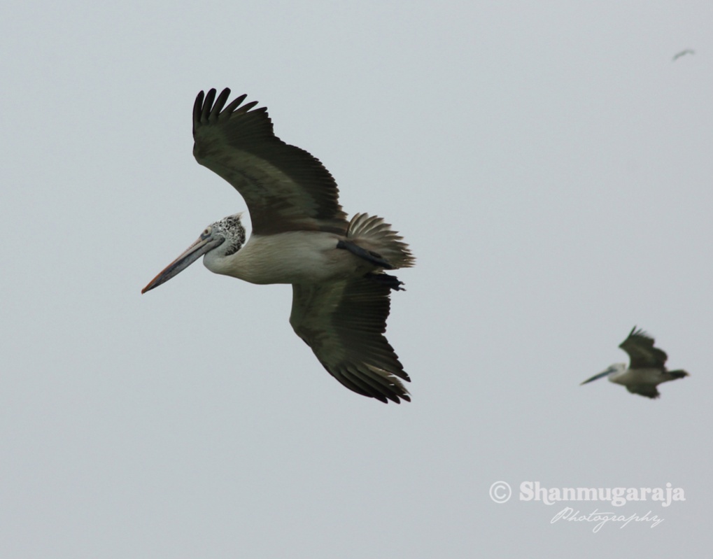 Name:  Bird.jpg
Views: 662
Size:  107.0 KB